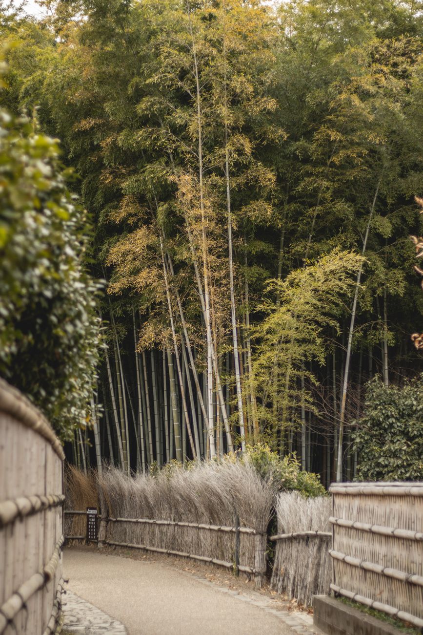 Kyoto bamboo forest paths